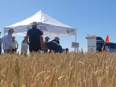Semillas Certificadas: Clave para Mayores Rendimientos en Castilla y León