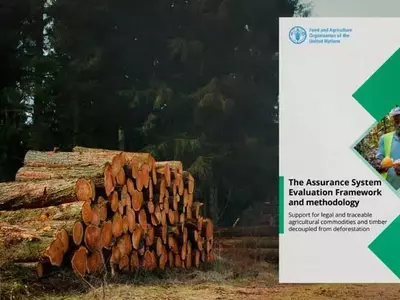 Marco FAO ASEF: Clave para la Diligencia Debida y la Trazabilidad Forestal