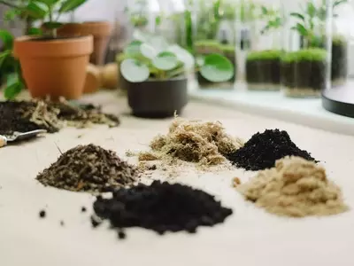 Revitaliza el Sustrato de tus Plantas: Una Guía Completa para un Jardín Saludable