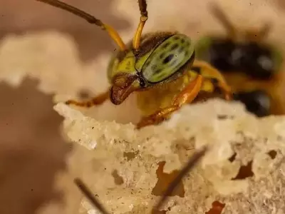 Perú Otorga Derechos Legales a las Abejas Nativas sin Aguijón