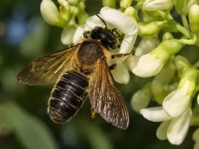 Árboles Exóticos Urbanos y la Invasión de la Abeja Gigante de la Resina: Un Estudio Crítico en Cataluña