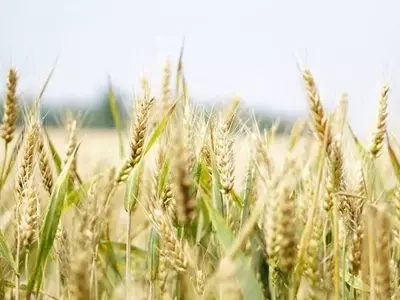 Las olas de calor tempranas impactan severamente el rendimiento del trigo, revelan estudios
