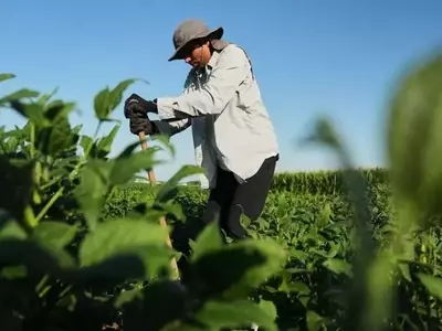 Innovación en Soja: Raíces Profundas para la Resistencia y el Carbono