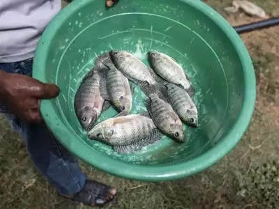 Un enfoque integrado para la agricultura: arroz y peces en Senegal