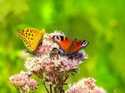 La Jardinería del Futuro: Más Allá del Césped, Hacia la Biodiversidad y la Sostenibilidad