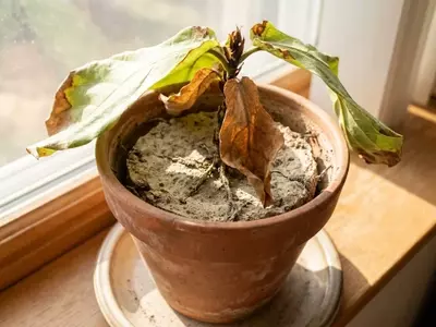 Recuperando el Vigor de tus Plantas Tras el Verano Extremo