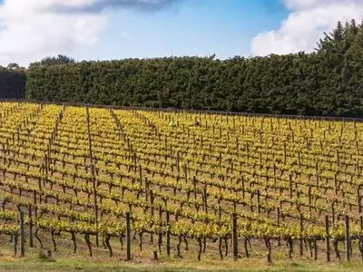 Australia anticipa una cosecha de invierno robusta, superando promedios históricos