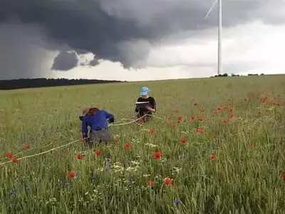 Mejora de la Biodiversidad Agrícola mediante Franjas Florales y Cultivo Orgánico de Trigo