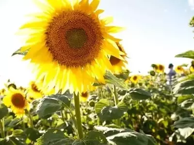 Descubrimiento genético en girasol: Hacia una mayor tolerancia a la salinidad