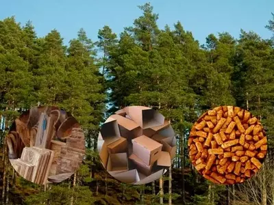La Crucial Contribución de los Productos de Madera Cosechada en la Lucha Climática