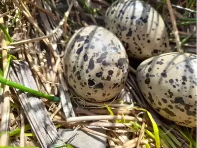 Ajuste del Calendario Agrícola para la Conservación de Aves en el Reino Unido