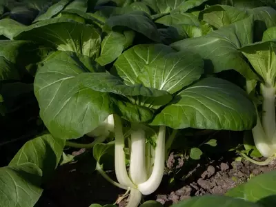 Descubre el Pak Choi: Una Guía Completa para su Cultivo, Nutrición y Recetas Saludables