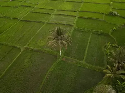 Cultivo de Arroz Sostenible: Un Camino hacia la Seguridad Alimentaria y la Preservación Ambiental