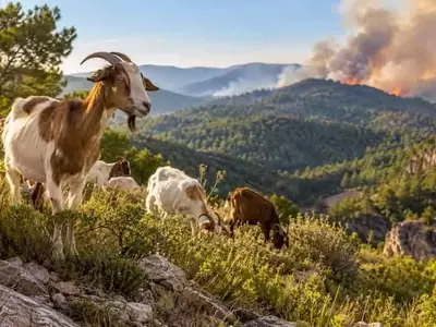 España revigoriza el pastoreo como estrategia contra incendios forestales