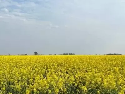 Innovación Agrícola: Cultivos de Invierno Diversifican Rotaciones en Argentina