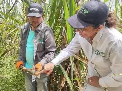 Colombia: Estrategia Innovadora para Combatir la Plaga del Barrenador en Cultivos de Caña Panelera