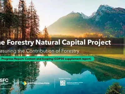 La Naturaleza Redefine las Finanzas Globales: Un Cambio de Paradigma en la Valoración Forestal