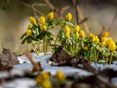 Guía Definitiva de Plantas Perennes que Desafían el Frío y Florecen en Primavera