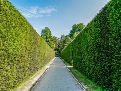 Protege tu Jardín: Estrategias Efectivas contra el Viento