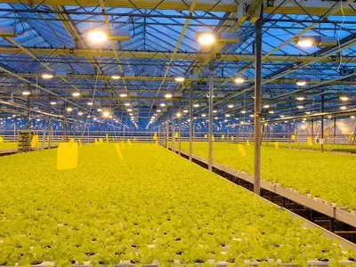 La Hidroponía se Consolida como Pilar de la Agricultura Sostenible del Futuro