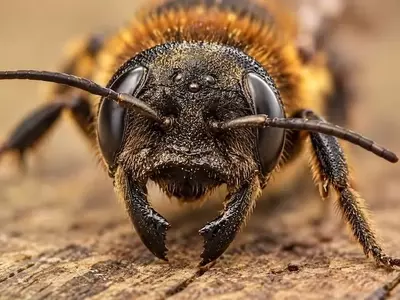 La Sophora Japonesa: Un Impulso Inesperado para la Abeja Gigante Resina en España