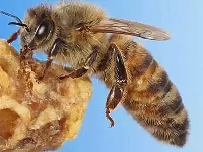 Repelentes Inteligentes para Abejas: Un Escudo contra Pesticidas