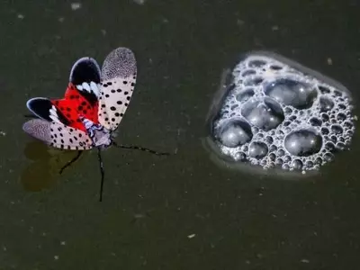 Detectan la Mosca Linterna Manchada por Primera Vez en la Unión Europea: Una Amenaza para la Agricultura