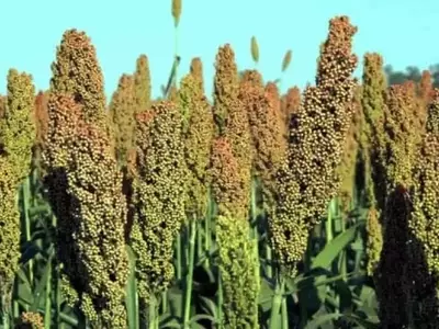 Impacto del sulfato de amonio en el sorgo cultivado en suelos complejos