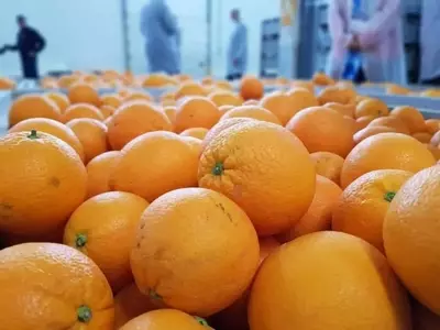 La Polémica Fitosanitaria en la UE: Cítricos Importados Bajo Escrutinio