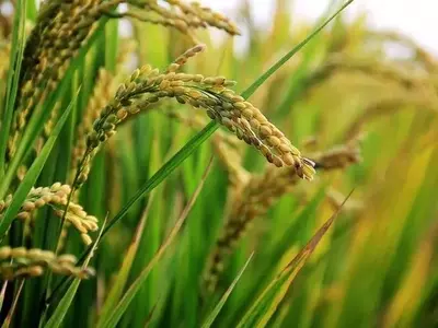 Bacterias beneficiosas: la clave para reducir las emisiones de metano del arroz hasta en un 75%