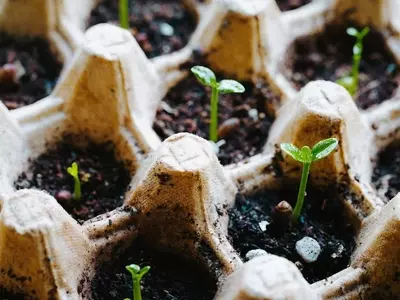 Guía Definitiva para el Cultivo de Jardines y Huertos en Primavera