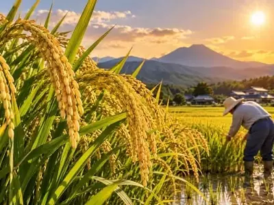 Japón Transita Hacia Variedades de Arroz Resilientes al Calor Extremo