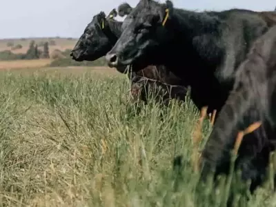 Innovación Forrajera: Una Pastura Subtropical Desafía el Frío Argentino