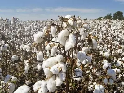 Baja Incidencia de Jassid en la Cosecha de Algodón de Alabama: Un Alivio para los Agricultores