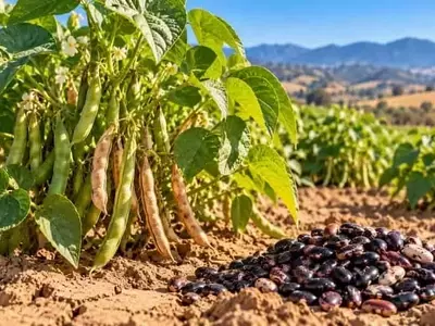 Variedades de frijol adaptadas a la sequía logran cosechas significativas con menos agua en California