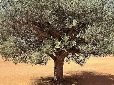 La verticilosis del olivo: Un hongo amenaza la agricultura andaluza