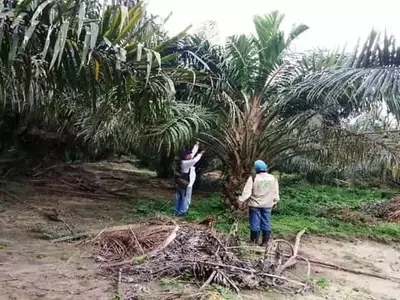 Optimización de la Productividad en el Control de la Pudrición del Cogollo en Palma de Aceite