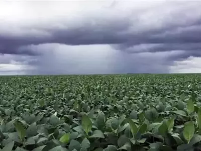 El Fenómeno Climático ENOS y su Impacto en el Rendimiento de la Soja Brasileña