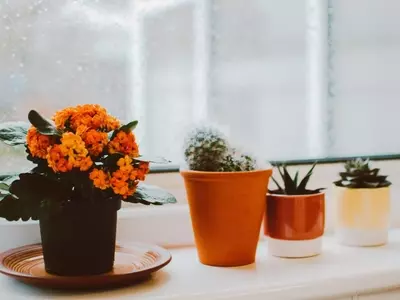 Cuidado del riego de plantas en otoño