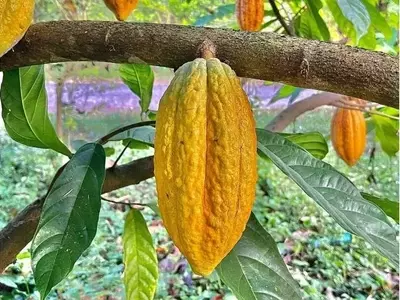 La propagación del patógeno del cacao Phytophthora palmivora en los Andes colombianos: un enigma genético sin fronteras montañosas