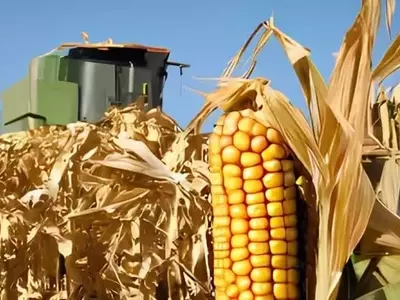 Maíz de Tallo Corto: Una Estrategia Innovadora para el Control de Malezas en Pensilvania