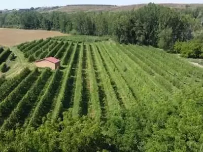 España Adopta Enfoques Innovadores para Controlar la Mancha Marrón en Perales