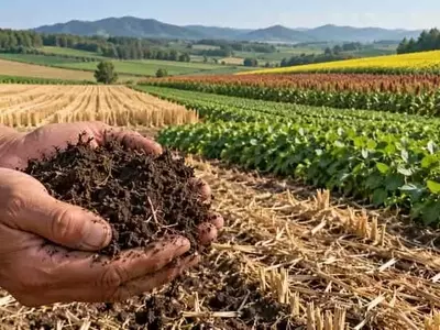 China avanza en la agricultura sostenible: Recuperación de suelos negros y reducción de insumos químicos