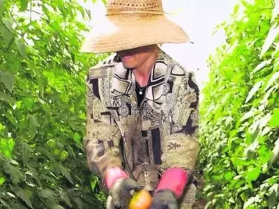 El Tomate en España y Europa: Desafíos y Futuro en la Producción Agrícola