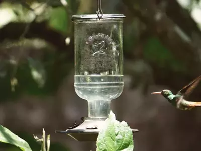 Conflictos en el Jardín: Estrategias para la Convivencia de Colibríes