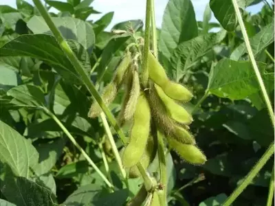 Optimización del Nitrógeno en el Cultivo de Soja Bajo Riego por Goteo en Corea del Sur
