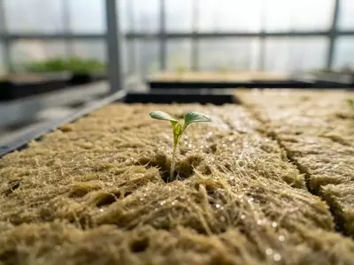 Estrategias Integrales para el Manejo de Raíces y Sistemas de Drenaje