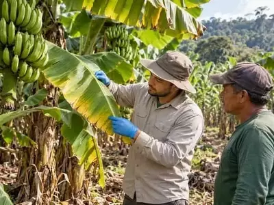 Brasil intensifica medidas sanitarias contra el Moko del banano
