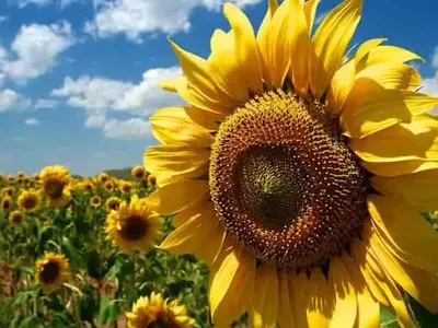 México Explora el Potencial del Girasol para la Diversificación Agrícola