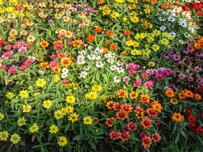 Flores Pequeñas: Transformando Jardines con Encanto y Sostenibilidad